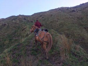 When the land’s too challenging for the quad bike, horseback can be the best option